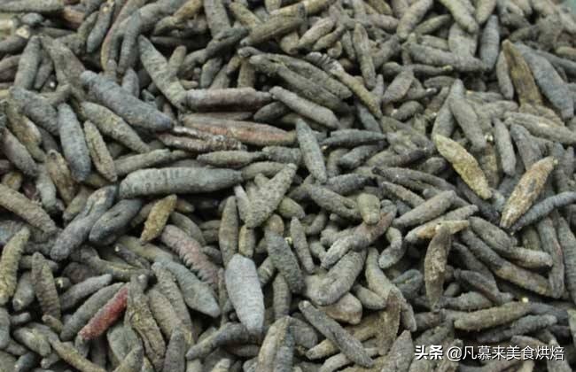 海参有多少种品种科普,海参品种齐全多种多样