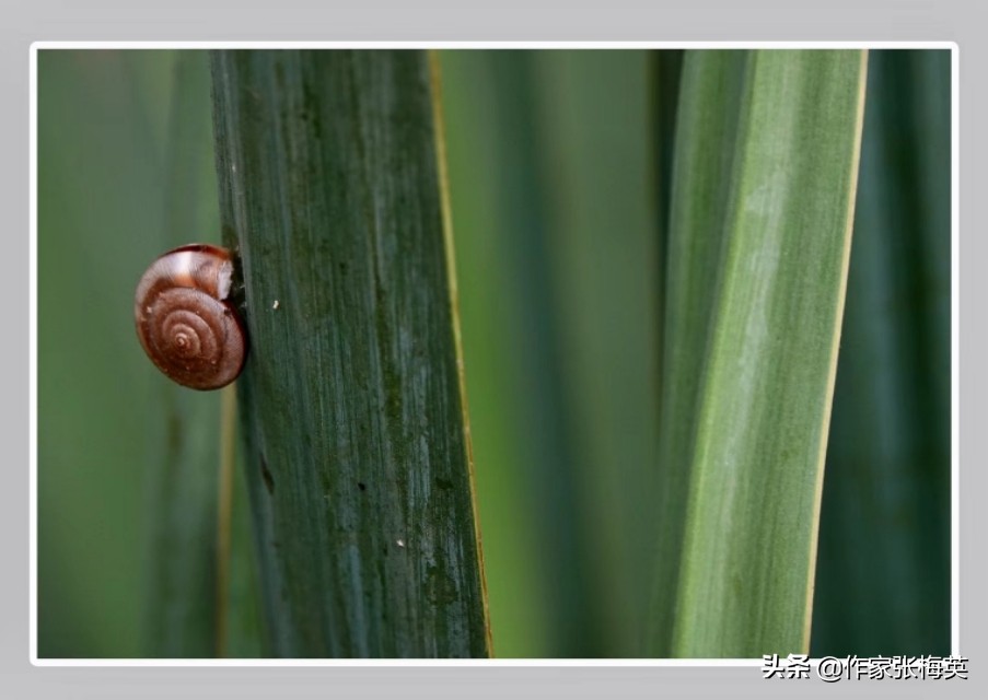 新生儿屁股上的淤青是怎么造成的,为什么刚出生的婴儿屁股上有淤青