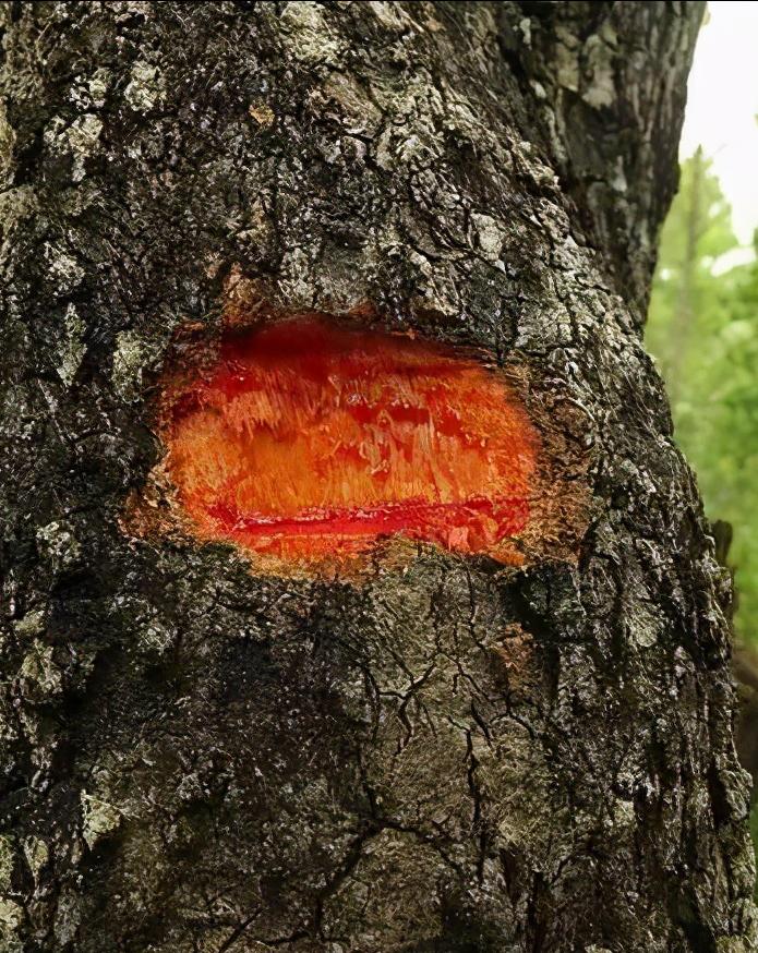 木材知识有哪些,木材知识大全樱桃木