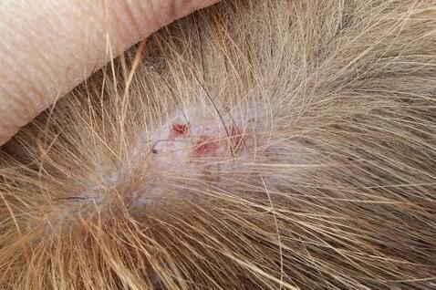 犬猫皮肤病应该怎么治疗？