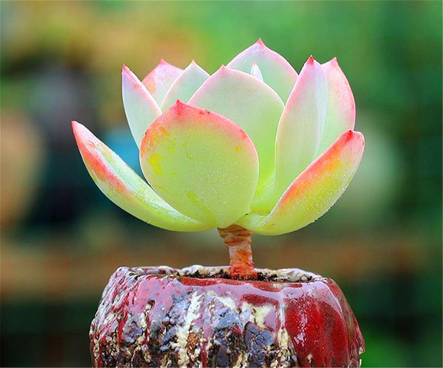 最全多肉图鉴大全,图鉴植物