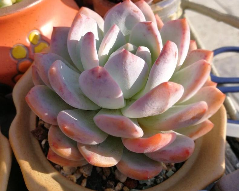 多肉晒伤了怎么恢复,多肉晒伤了该怎么处理