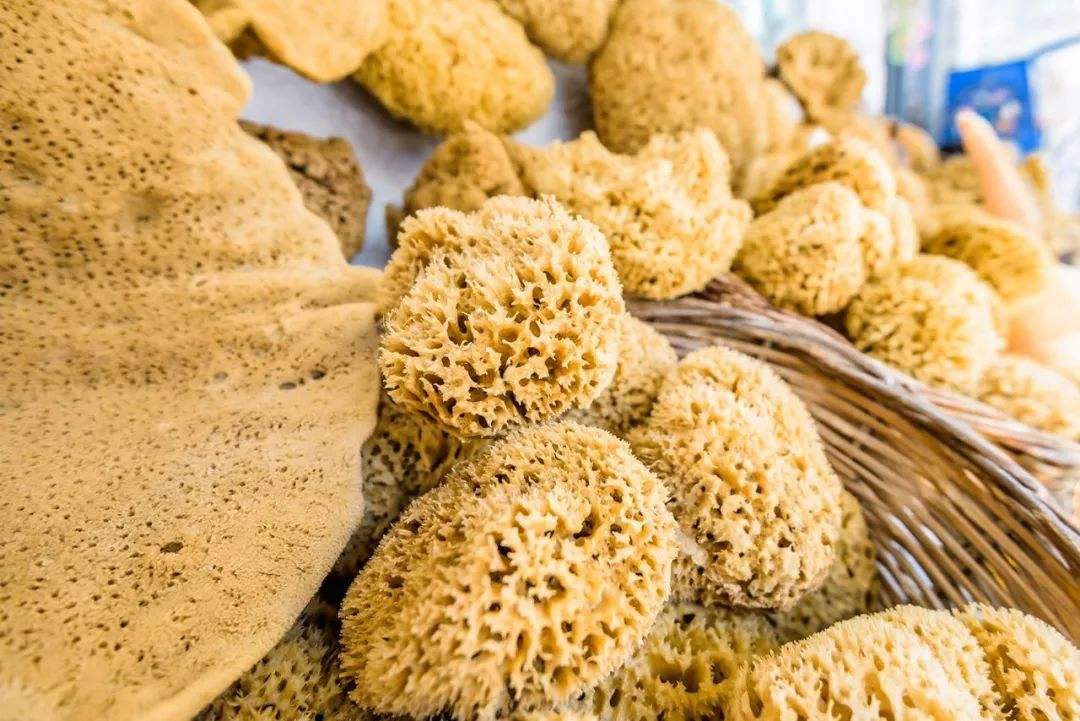 海绵是怎么在海底形成的,原始海洋生物海绵