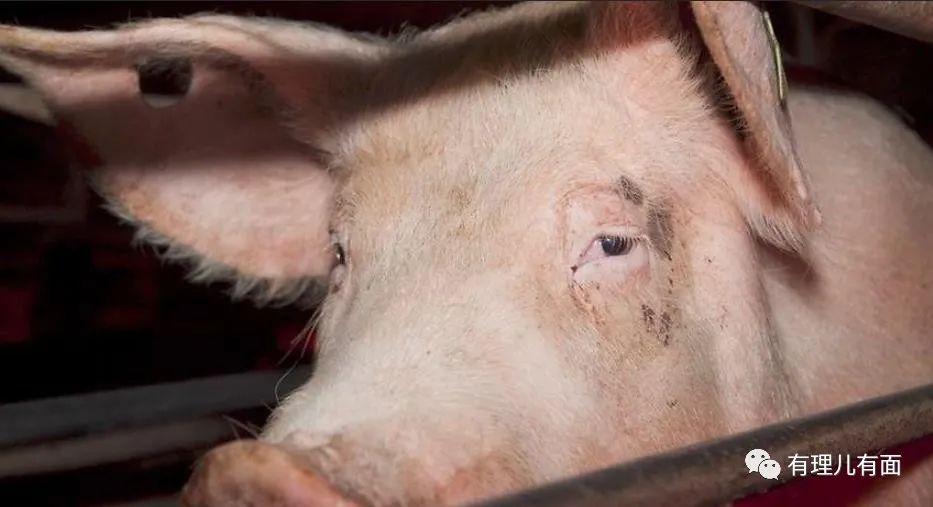 台湾猪肉最近消息,台湾猪肉是真的吗