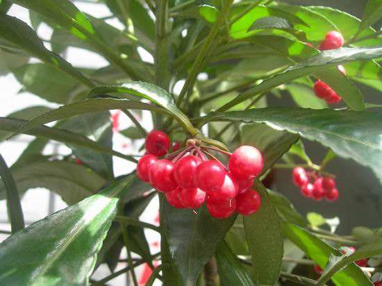 盆栽黄金万两的方法,黄金万两盆栽怎么才能结果