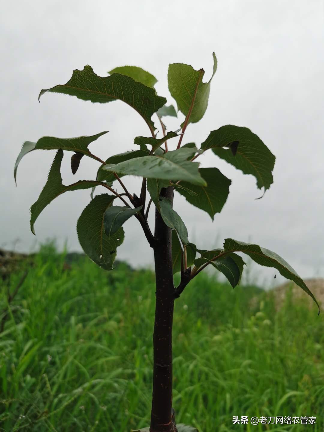 梨树芽头被咬掉用什么药,梨树叶长刺打什么药