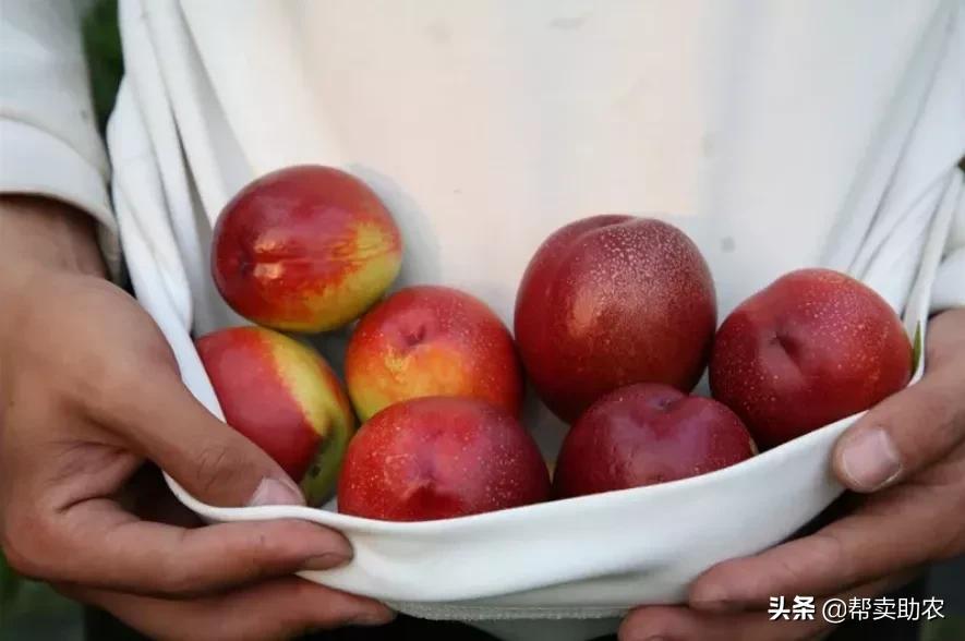 又脆又甜的油桃真好吃,油桃脆甜多汁爽口