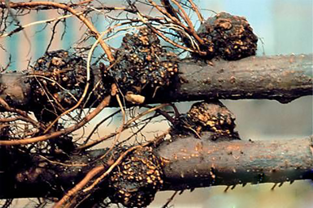 果树根部长瘤怎么办,果树长小疙瘩是什么病