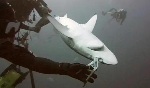 打蛇为什么要七寸,把头打烂没毒牙,还不够安全吗?