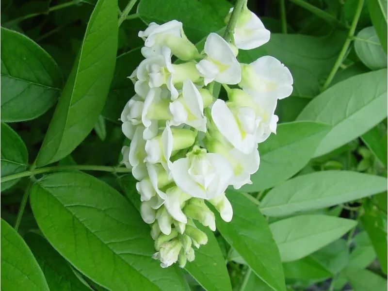 紫藤中最有名的品种叫什么名字,非常好种不需要太阳的紫藤品种