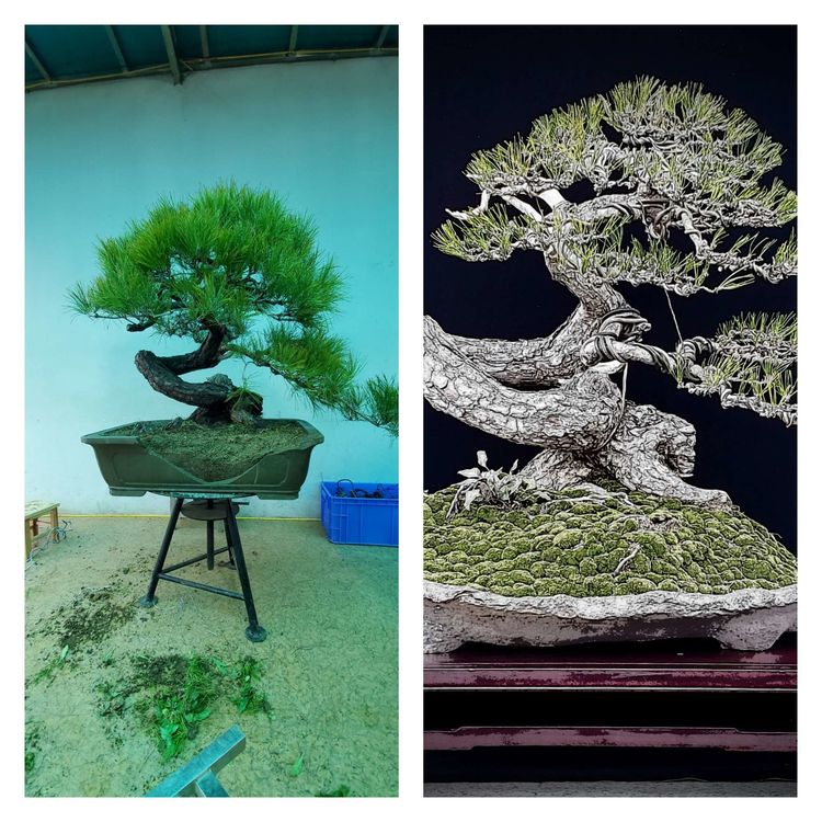 金奖精品黑松盆景 (日本国风展黑松盆景高清图)