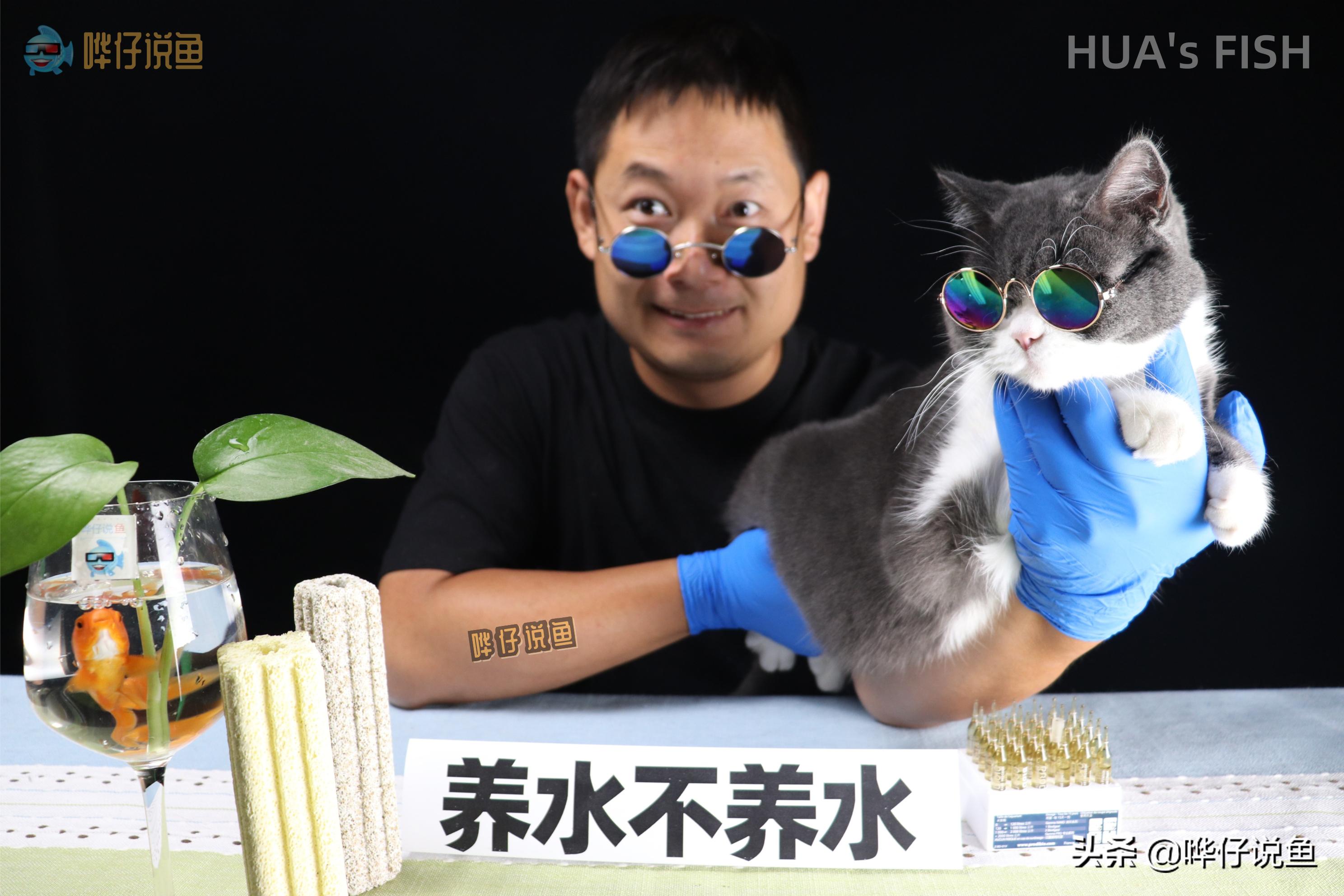 观赏鱼养好的基本条件,养观赏鱼都需要注意哪些事项