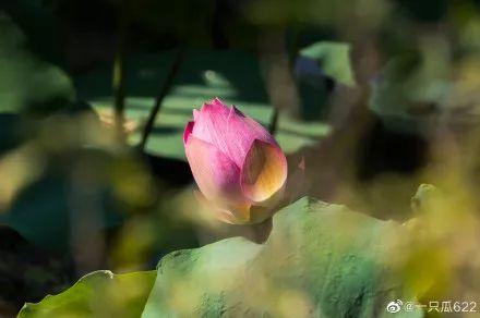 广州有荷花的地方,广州周边的荷花景点推荐