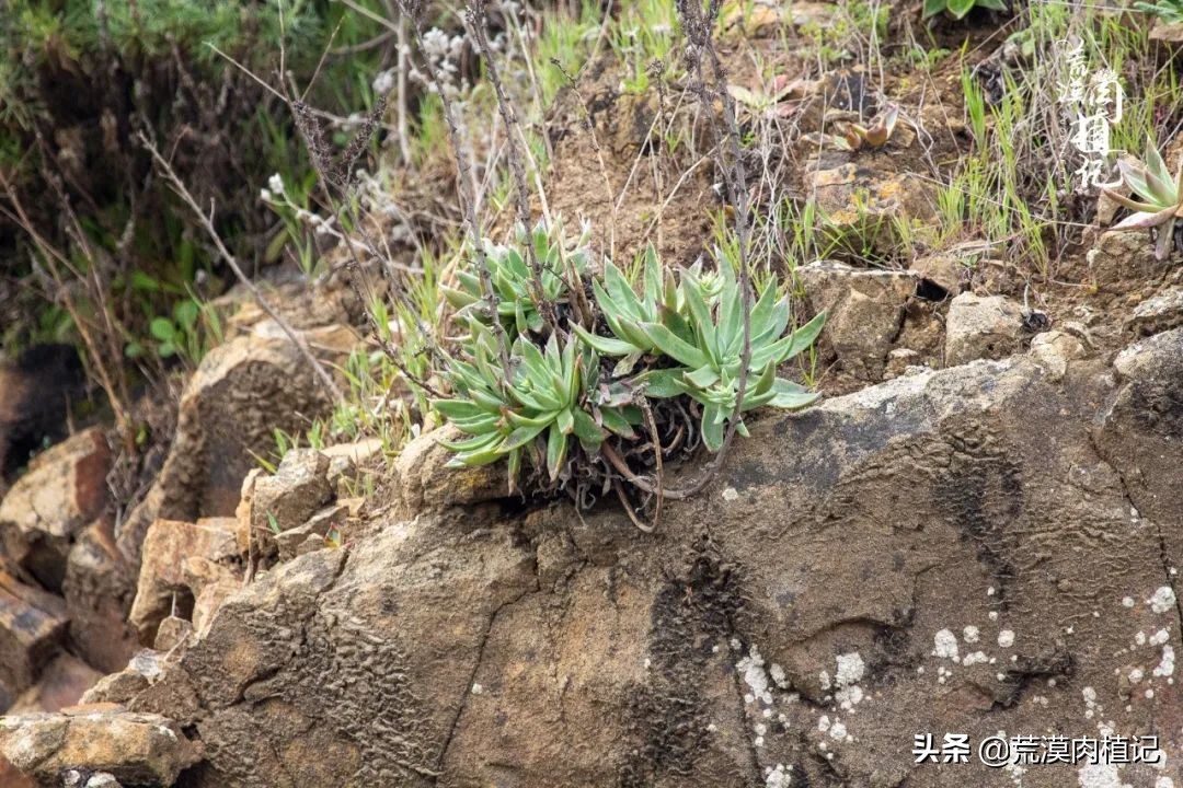 美国加州海岸仙女杯偷盗,美国加州仙女杯产业