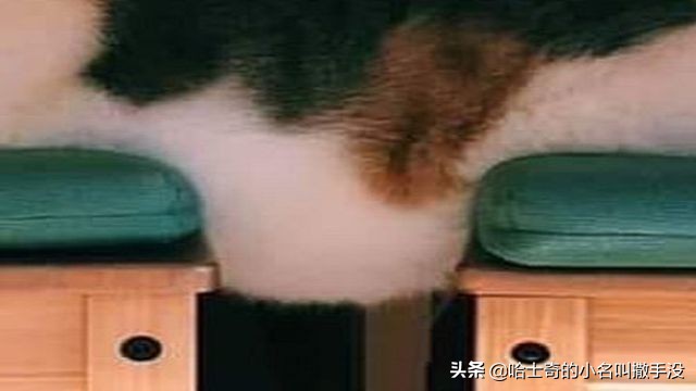 说猫咪是液体，我这回真的信了，简直就是毛绒版的俄罗斯方块