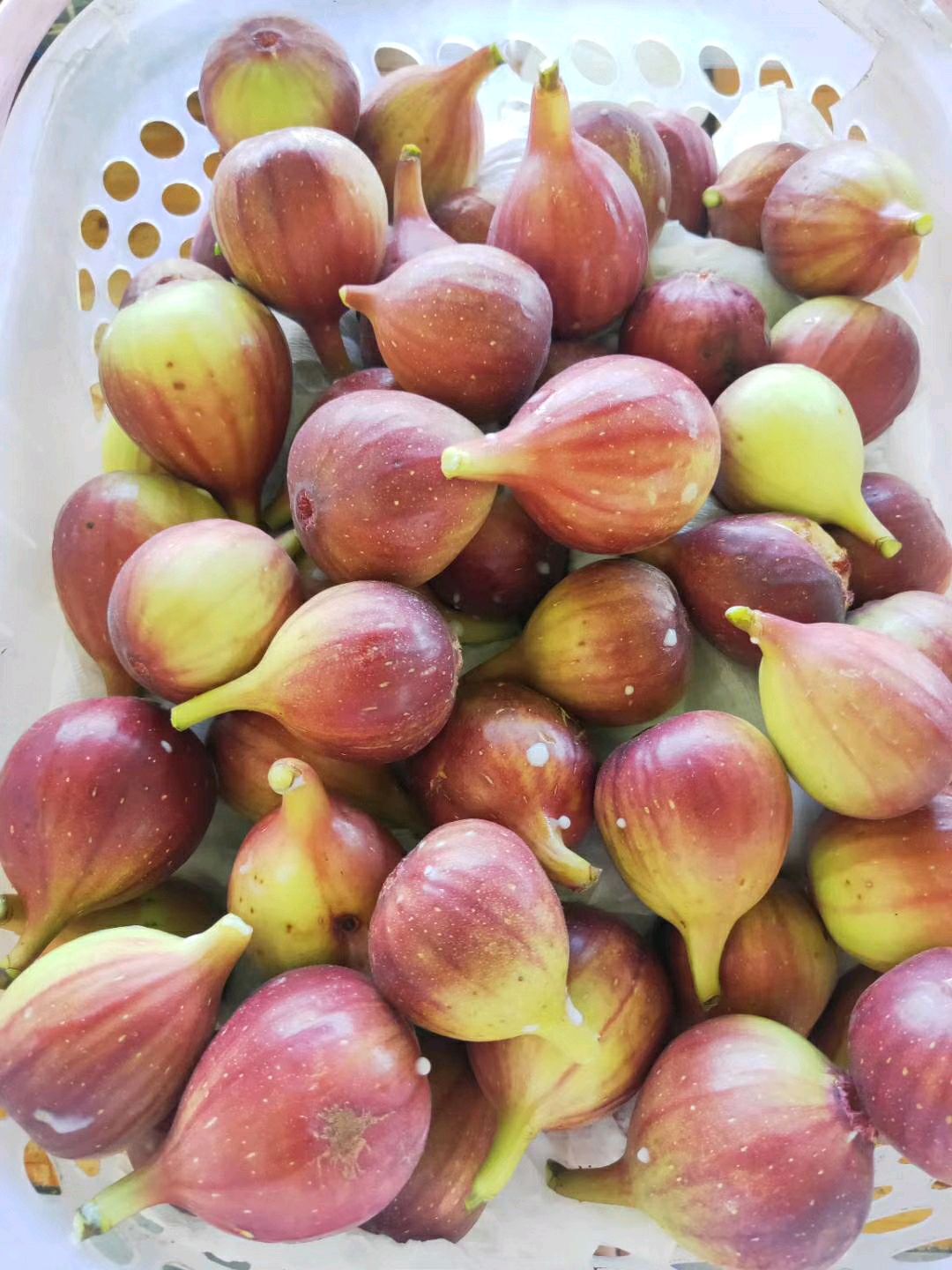 无花果的高产种植技术及管理要点,无花果怎样栽培才能获得高产