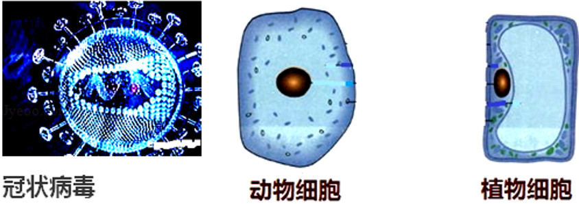 新型冠状病毒肺炎知识总结,新型冠状病毒肺炎知识大全