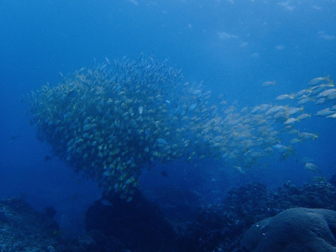 泰国曼谷自由行带食物攻略,泰国曼谷吃饭攻略