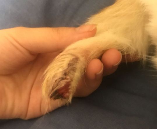 猫咪疯狂啃咬尾巴至出血，诊断后竟是得了抑郁症…