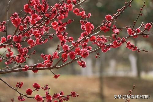什么品种的牡丹是中国国花,牡丹为什么不能定为中国国花