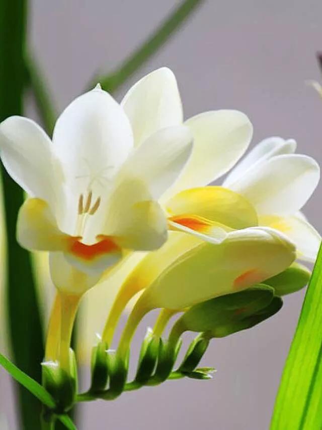 顶级珍稀兰花品种大全视频,珍稀兰花摄影