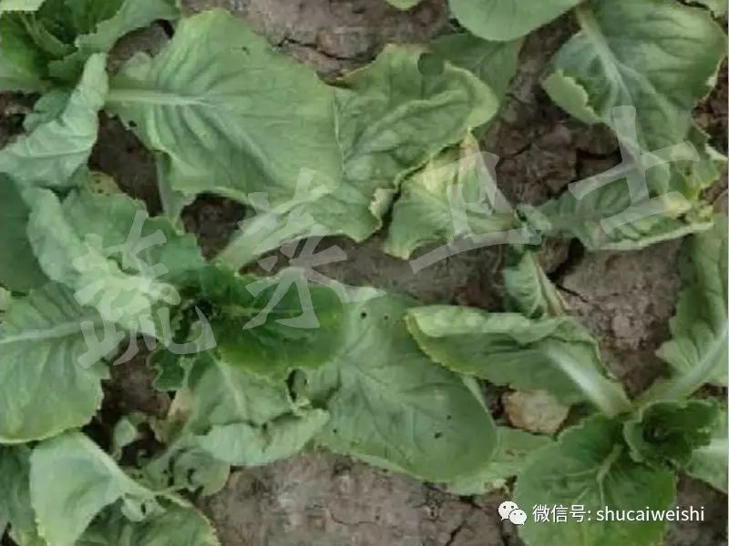 十字花科蔬菜容易发生根肿病,十字花科蔬菜根肿了怎么办