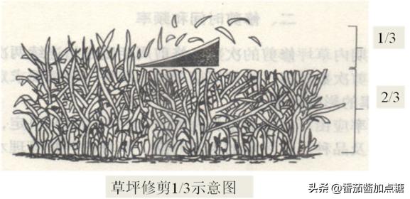 园林草坪修剪施工方案,园林草坪怎么修剪视频教程