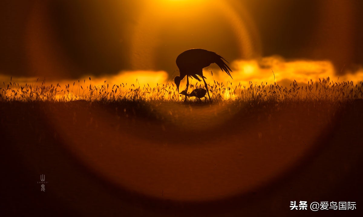鸟类图片大全大图观赏,鸟类照片合集