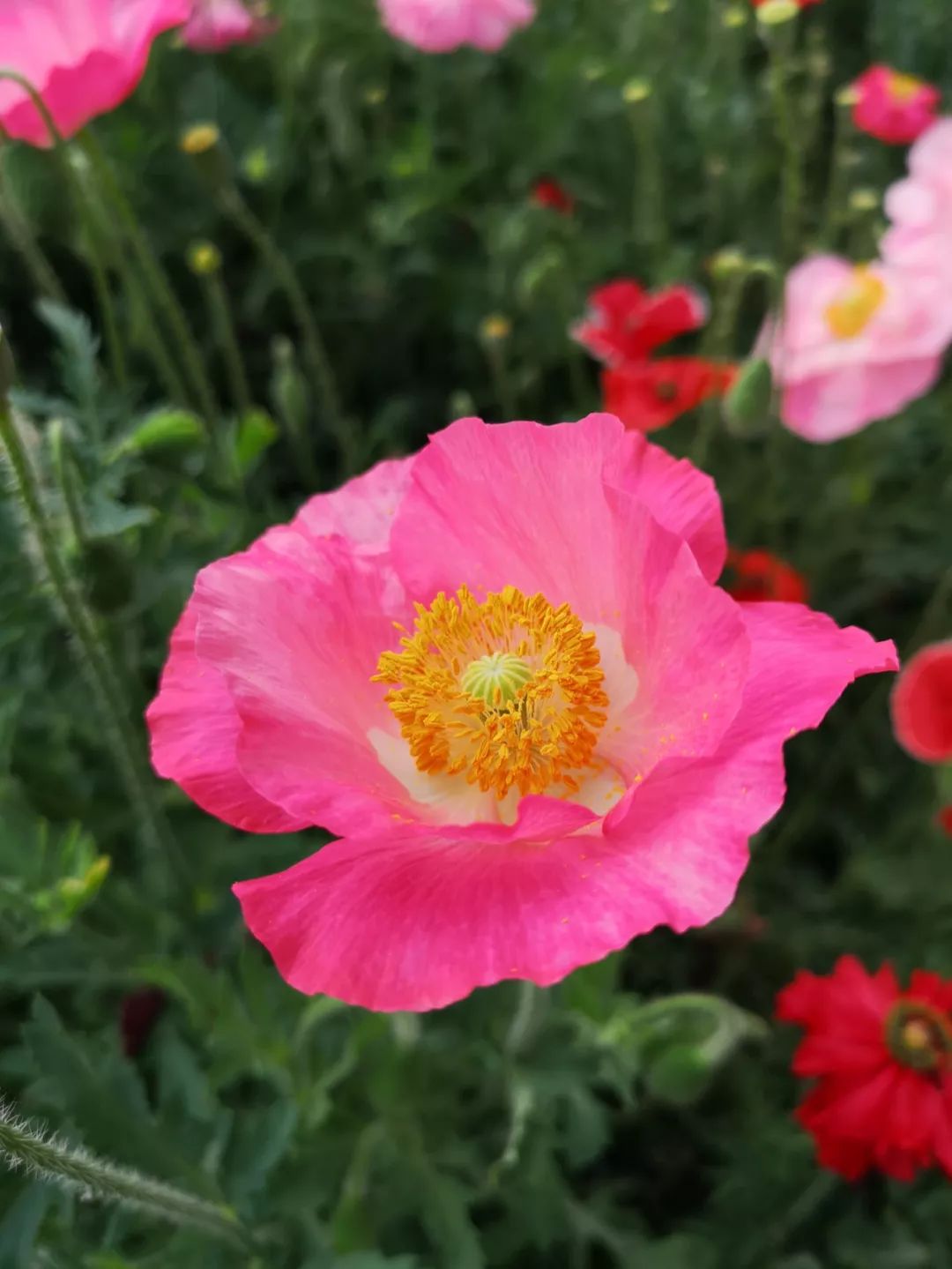 打卡北京紫谷伊甸园虞美人花海,通州看花的景点推荐免费