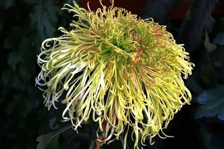 花中四君子菊花国画用笔,花中四君子菊花高清图片