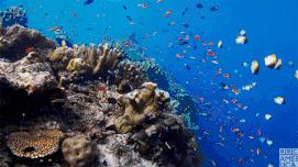 5部值得一看的纪录片,bbc的豆瓣9.1的高分纪录片