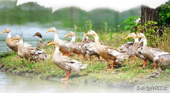 27岁女硕士百万身家创业失败,32岁女硕士被逼卖鸭蛋