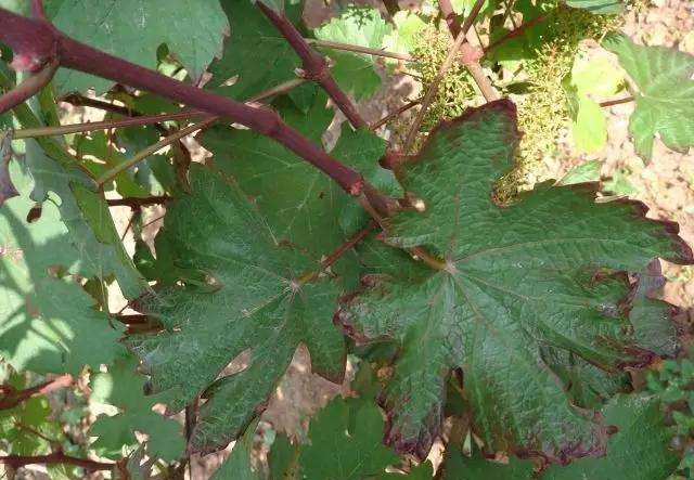 叶片发黄缺氮肥怎么办,叶片发黄发黑缺什么元素