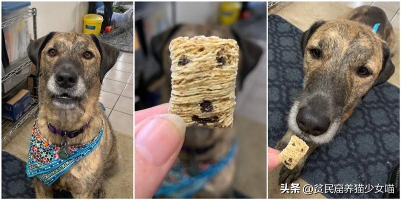 简单一招，比Ai换脸还厉害，毫无违和的牛头梗照片