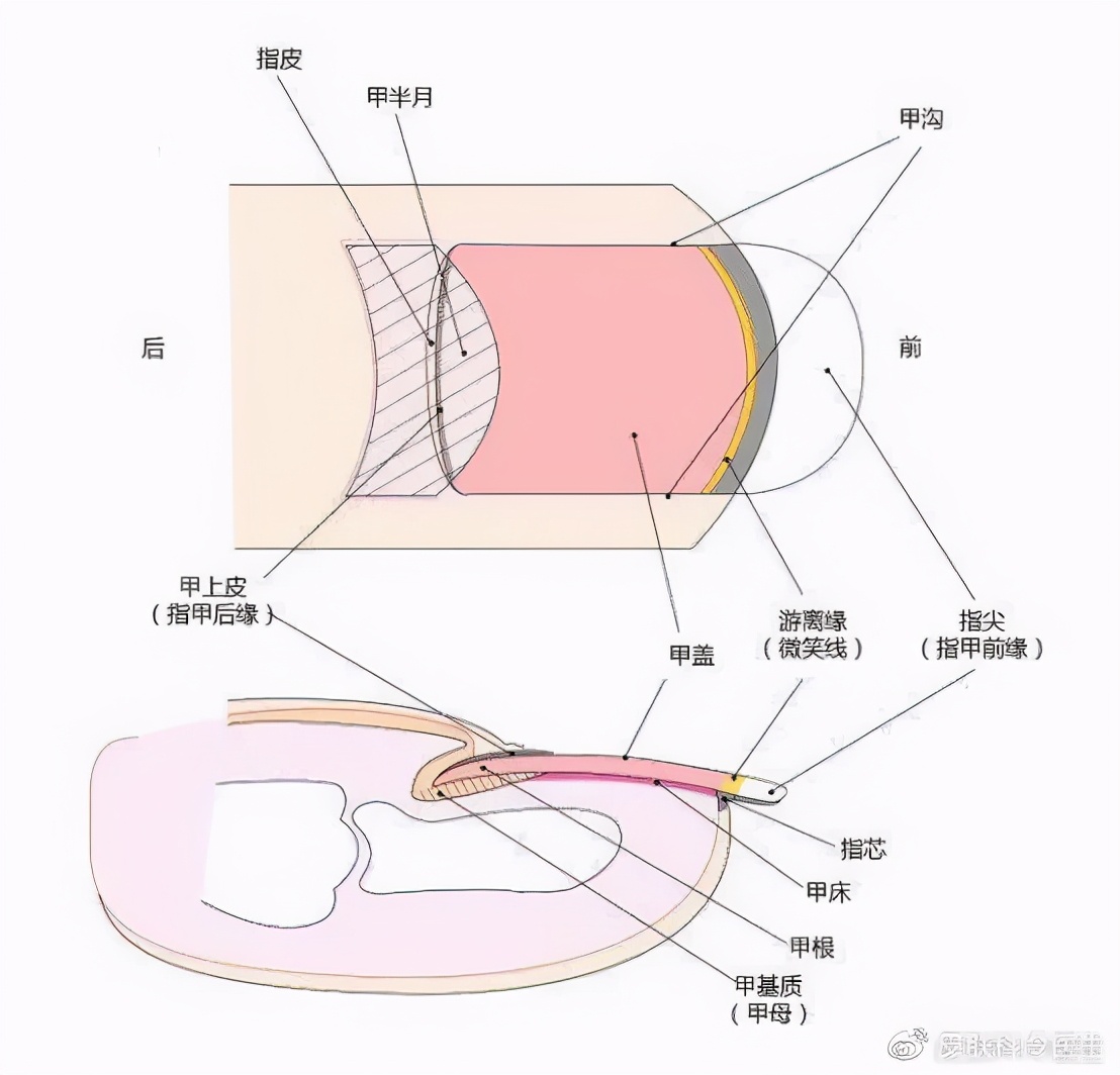 灰指甲就是灰色的吗,灰指甲的颜色是灰的吗