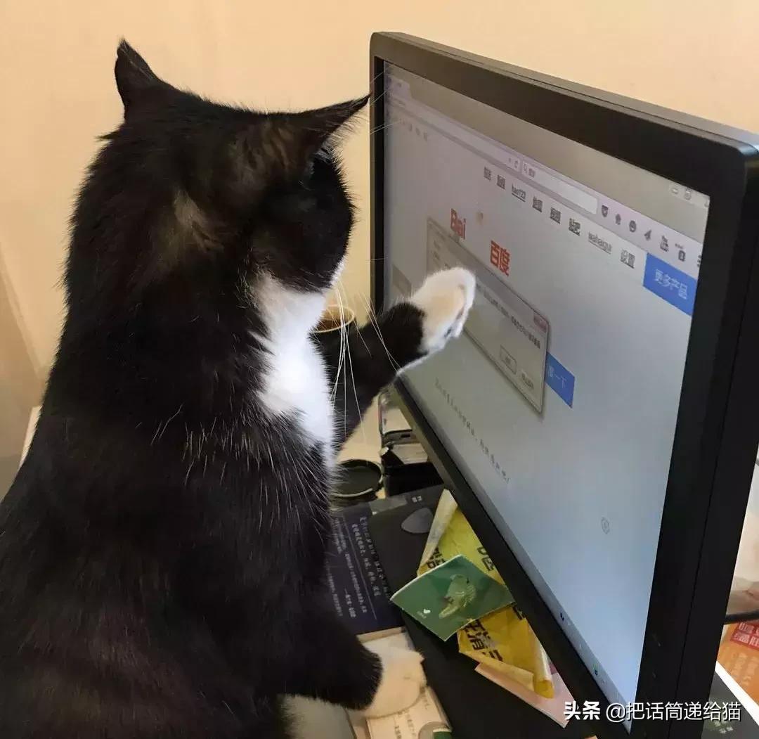 猫故事书籍,猫故事小说