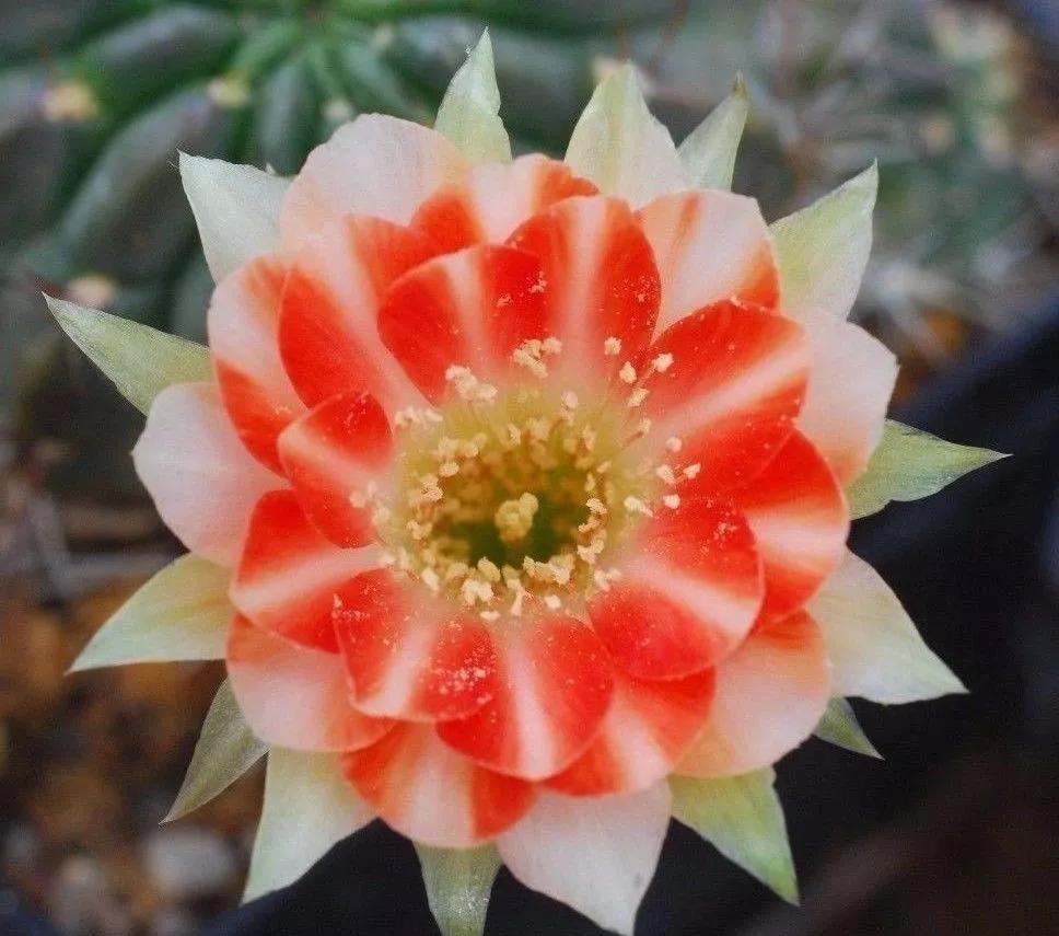 100种仙人球花图片,100种仙人球的品种视频