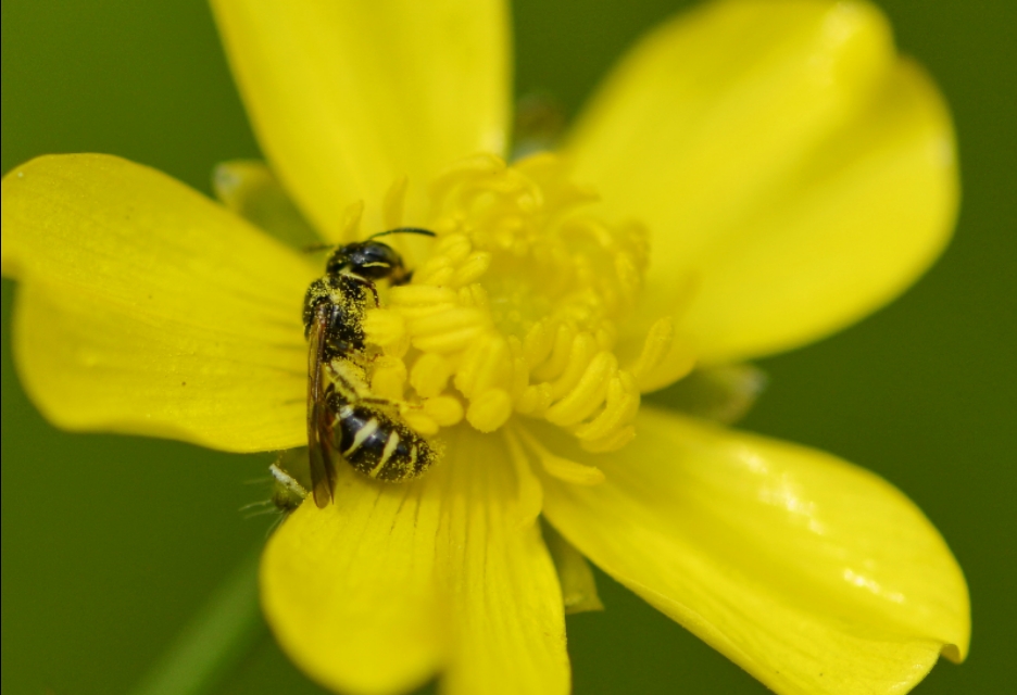 蜜蜂的美丽高清图片大全,蜜蜂高清照
