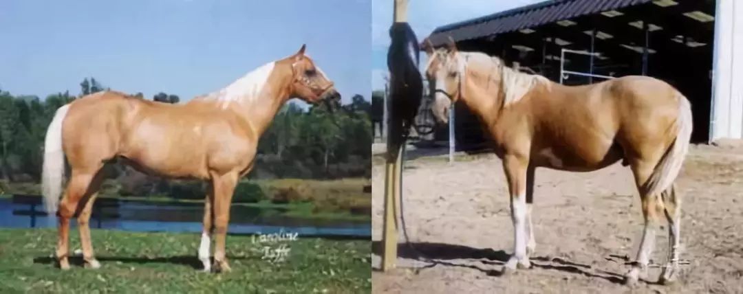 战马颜色,战马的区别