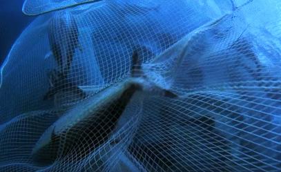 富二代晒人骨皮包的真相完整版,富二代晒人骨皮包图片