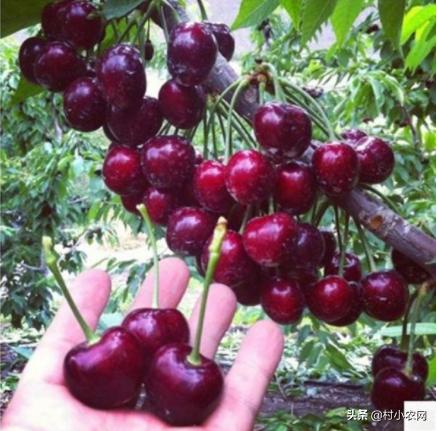 农作物小作坊创业项目,现在农村做什么种植最赚钱最稳