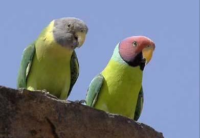 东江揽胜,惠州淡水常见鸟类图谱