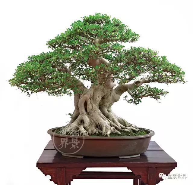 榕树罗汉松风水树,什么形状的榕树盆景好