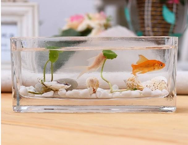 水培花卉里养什么鱼,水培盆栽里养什么鱼好看