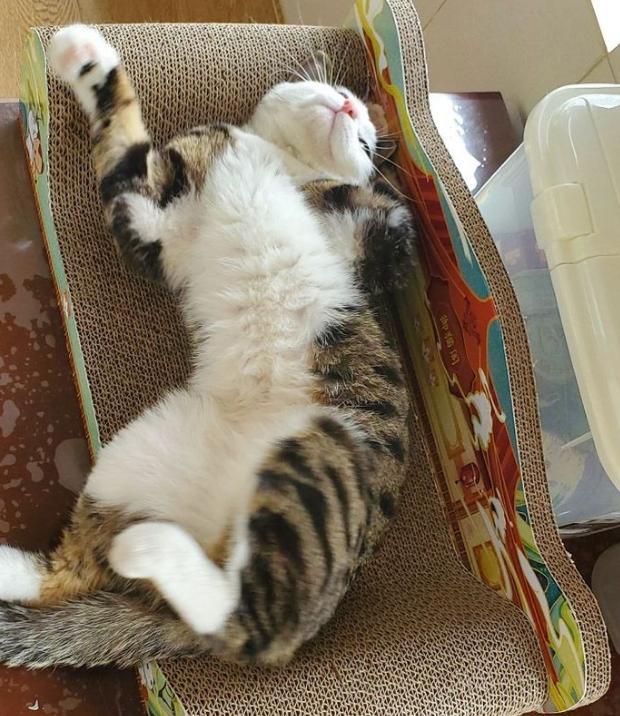 养只猫咪可以缓解焦虑吗,养只猫可以缓解焦虑吗