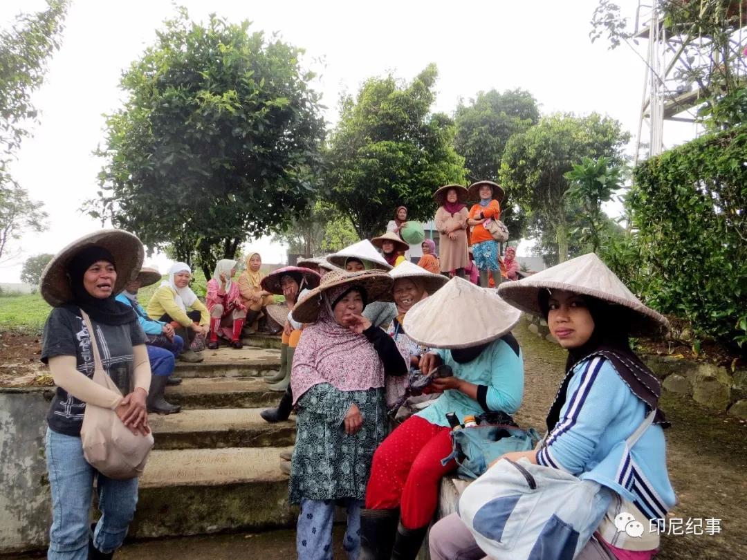 印尼苏门答腊乌龙茶特点,印尼苏门答腊乌龙茶