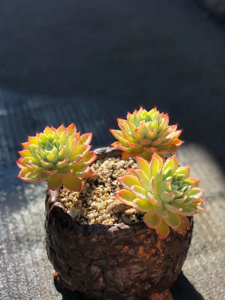 与多肉一起成长,与多肉相伴