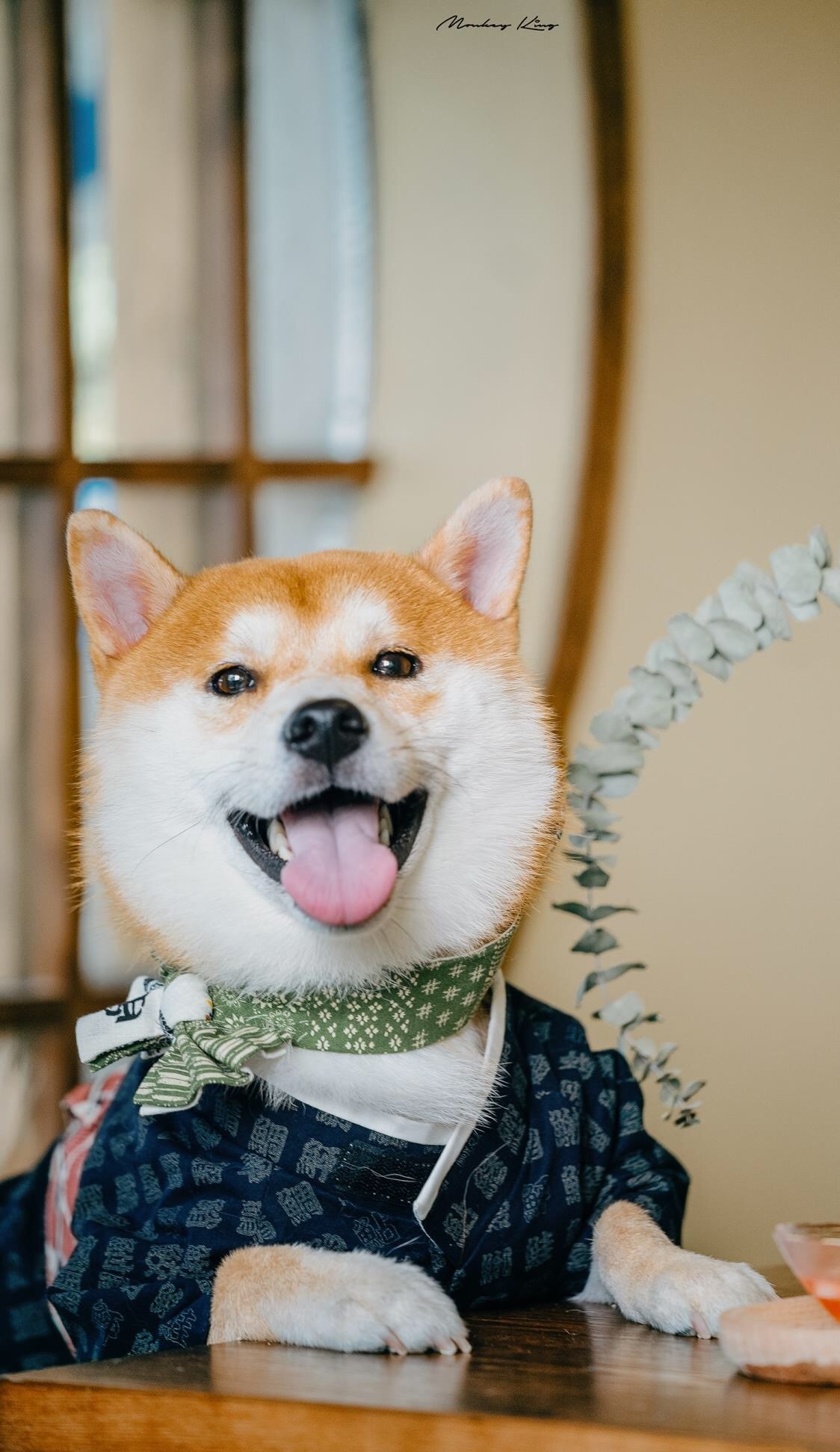 拼爹爹上500块钱买到一只豆柴，赚了还是赔了？