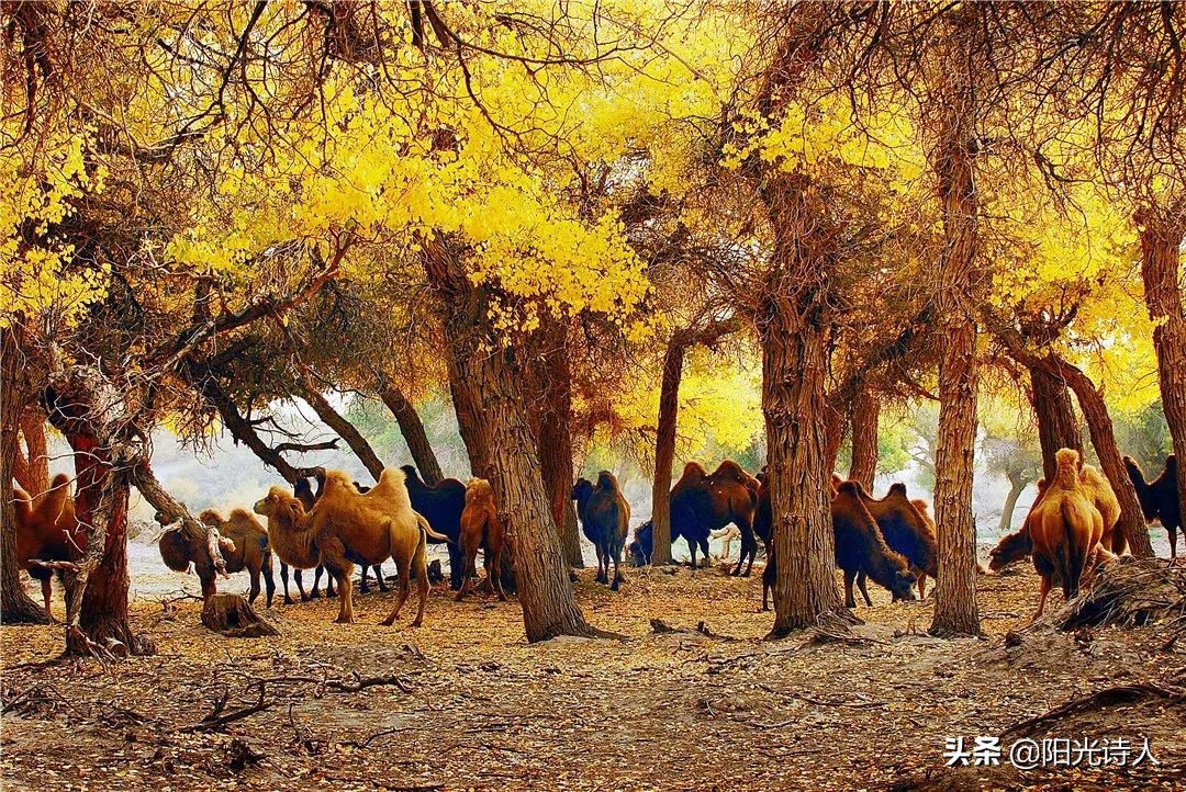 我在阿拉善高原行走（长诗）