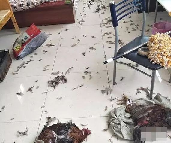 别再说笼养狗狗不好了,小恶魔萨摩耶